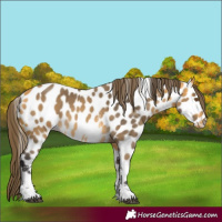 Horse Color:Buckskin Sabino Appaloosa 