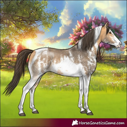 Horse Color:Buckskin Sabino Tobiano