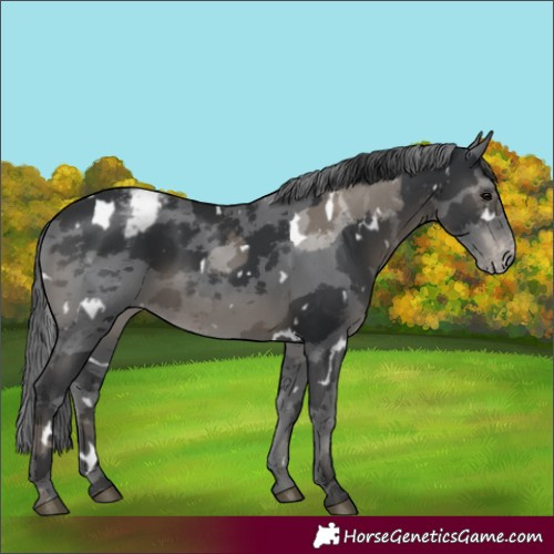 Horse Color:White Spotted Black Merle Appaloosa Rabicano
