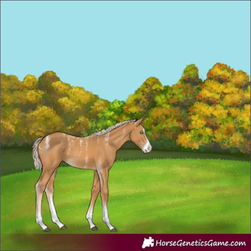 Horse Color:Powder White Palomino Splash Rabicano