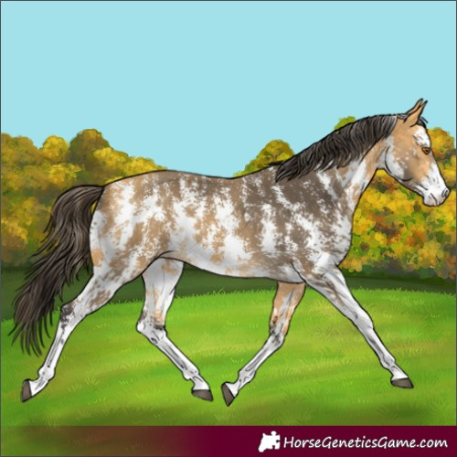 Horse Color:Buckskin Sabino