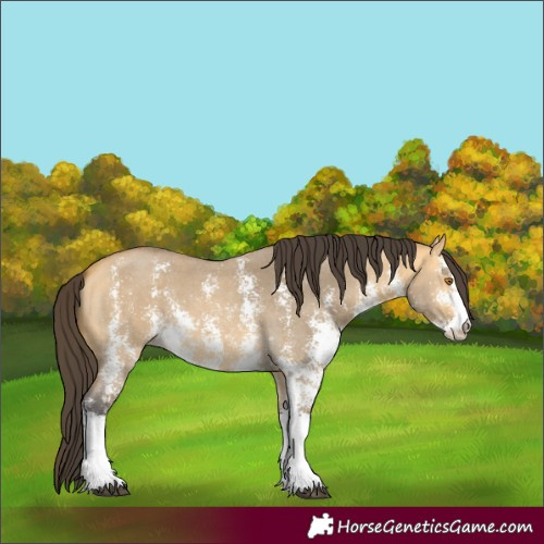 Horse Color:Buckskin Dun Sabino 