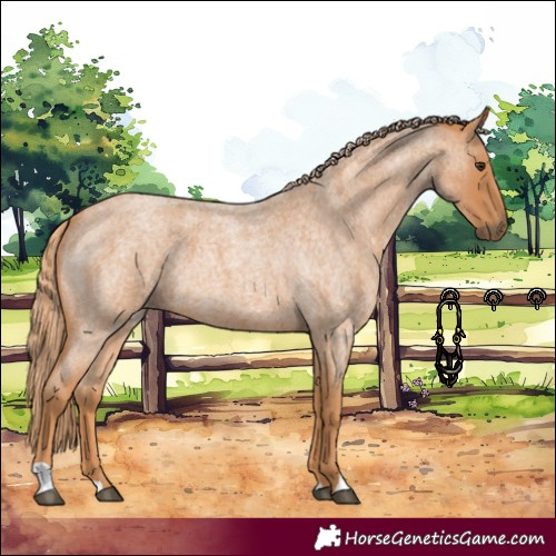 Horse Color:Red Roan 