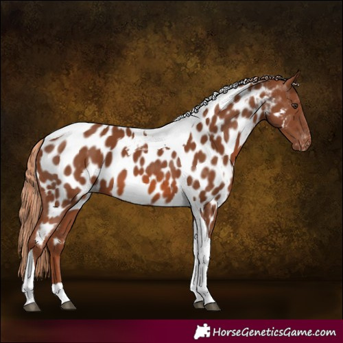 Horse Color:Chestnut Tobiano Appaloosa