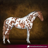 Horse Color:Chestnut Tobiano Appaloosa 