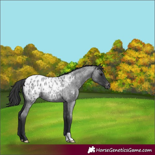 Horse Color:Blue Roan Appaloosa 