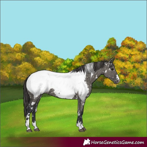 Horse Color:White Spotted Grullo Appaloosa