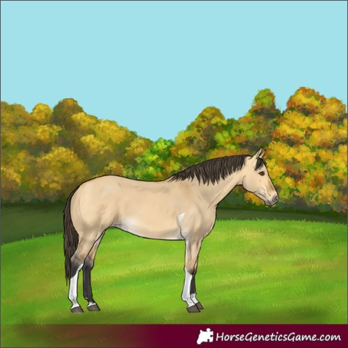 Horse Color:Buckskin Dun Tobiano 