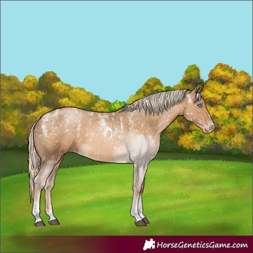 Horse Color:Powder White Chocolate Palomino Skewed Appaloosa Rabicano