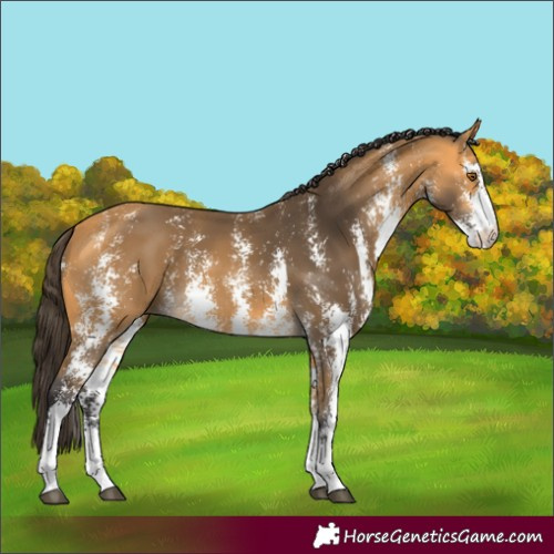 Horse Color:Buckskin Sabino 