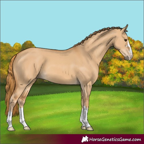 Horse Color:Red Dun 