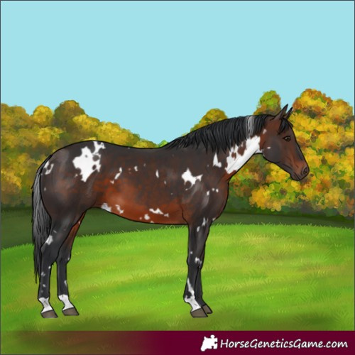 Horse Color:White Spotted Brown