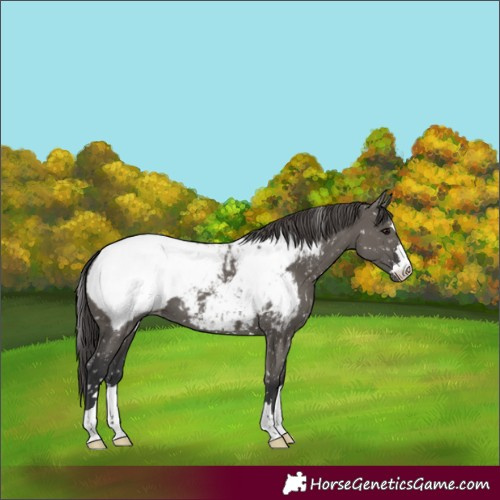 Horse Color:Grullo Near Fewspot 