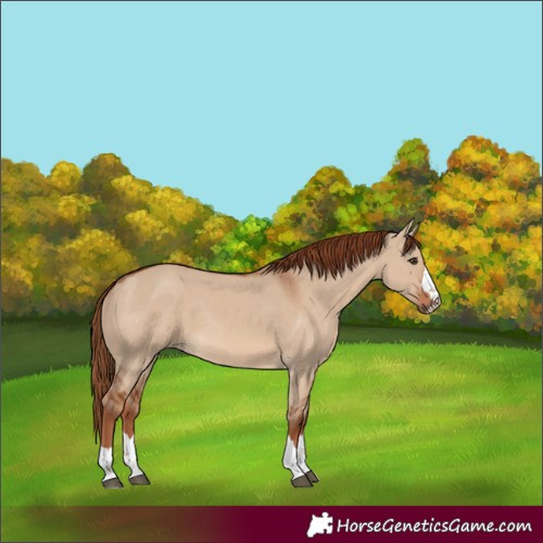 Horse Color:Red Dun