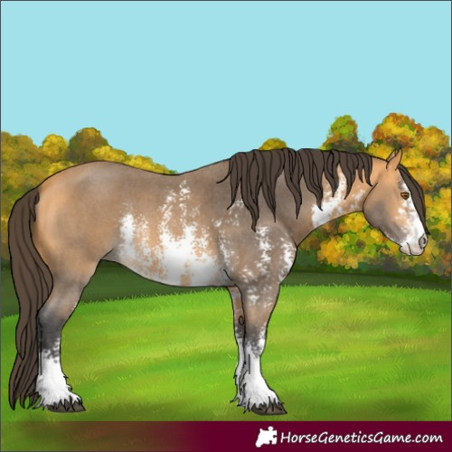 Horse Color:Buckskin Sabino