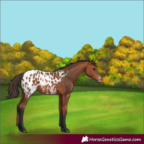 Horse Color:Bay Appaloosa 