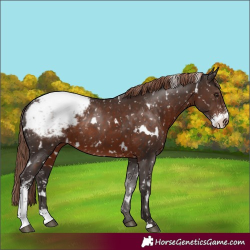 Horse Color:White Spotted Liver Chestnut Sabino Snowcap Rabicano 