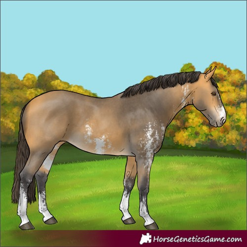 Horse Color:Buckskin Sabino 