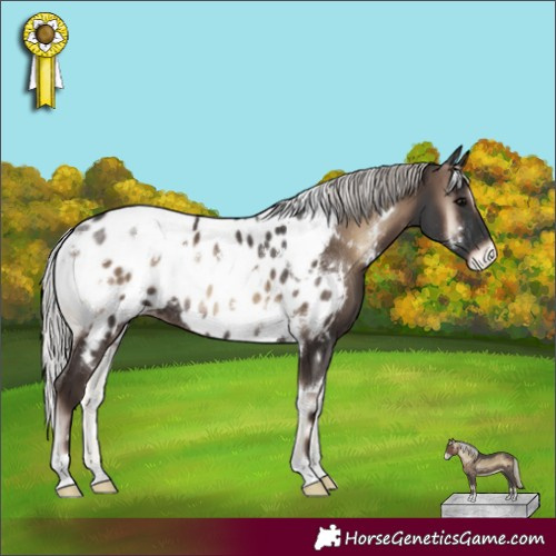 Horse Color:White Spotted Silver Blue Onyx Near Leopard Rabicano