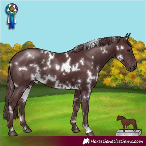 Horse Color:White Spotted Chocolate Brown