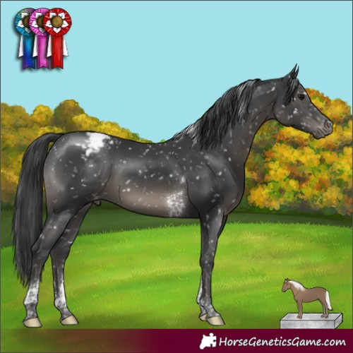 Horse Color:Black Mushroom Tobiano Appaloosa Rabicano 