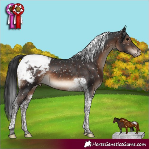 Horse Color:Brown Tobiano Appaloosa 