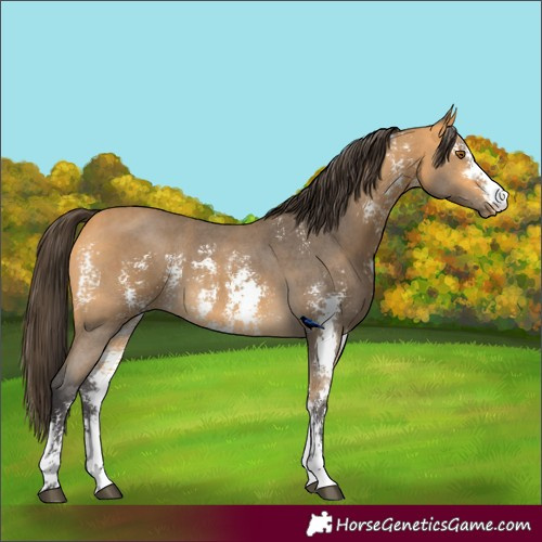 Horse Color:Buckskin Sabino 