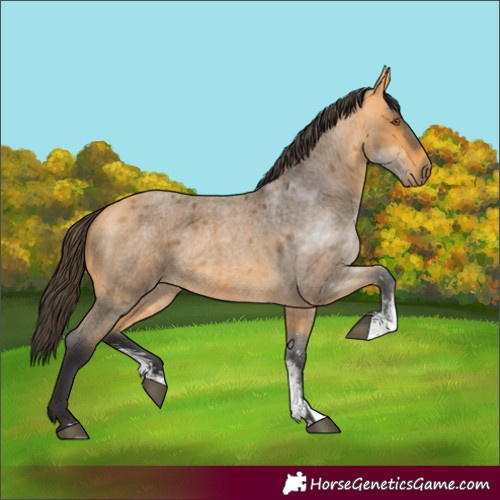 Horse Color:Buckskin Roan Sabino 
