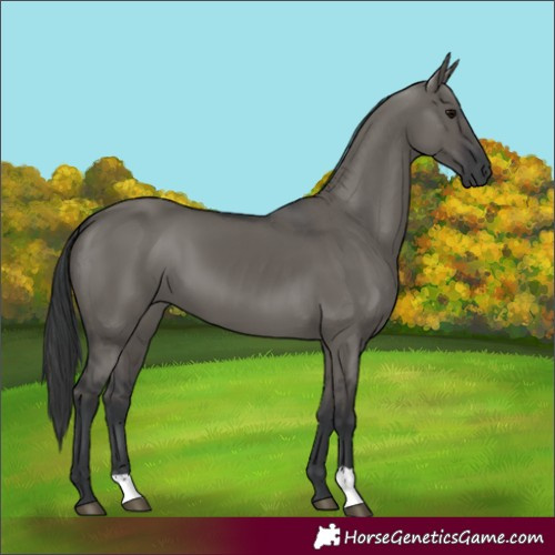 Horse Color:Unknown 
