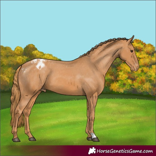 Horse Color:Chestnut Appaloosa 