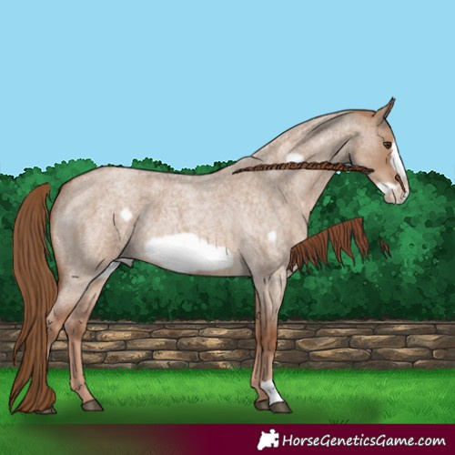 Horse Color:Red Dun Roan Frame 