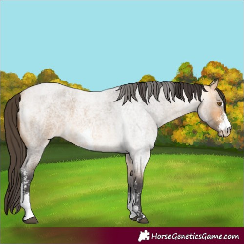 Horse Color:Buckskin Roan Sabino