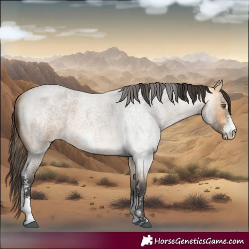 Horse Color:Buckskin Roan Sabino 