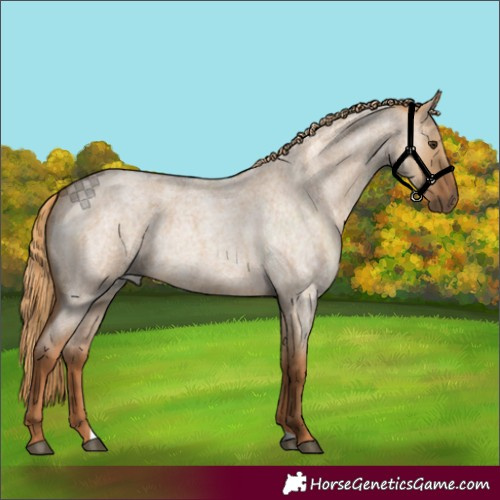Horse Color:Red Dun Roan 