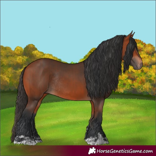 Horse Color:Bay Rabicano  and Bay Rabicano 
