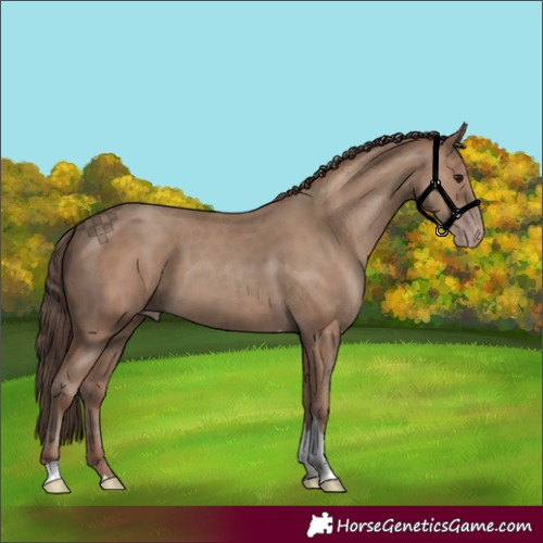 Horse Color:Classic Champagne Tobiano 