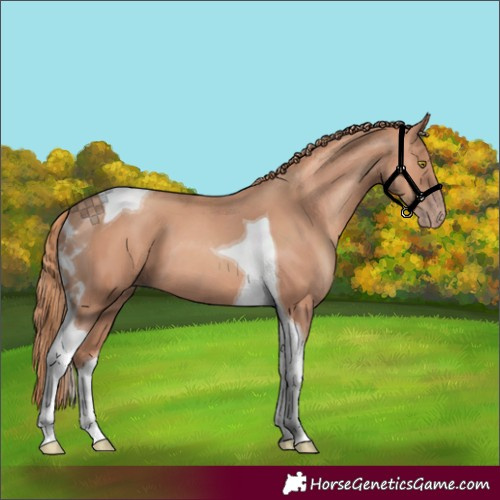 Horse Color:Gold Champagne Tobiano