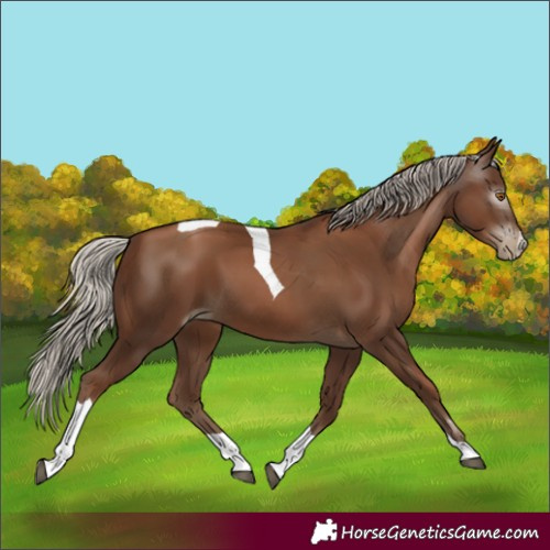 Horse Color:Gray Silver Black Pearl Tobiano 