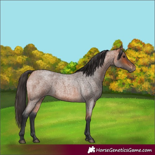 Horse Color:Bay Roan 