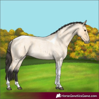 Horse Color:Buckskin Roan Tobiano