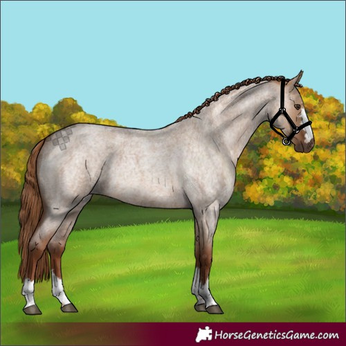 Horse Color:Red Dun Roan