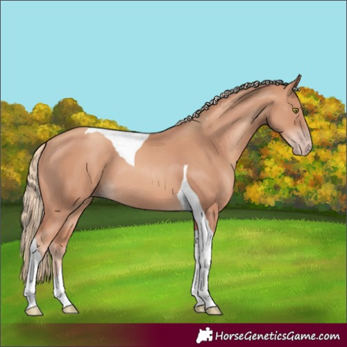 Horse Color:Gold Champagne Tobiano 