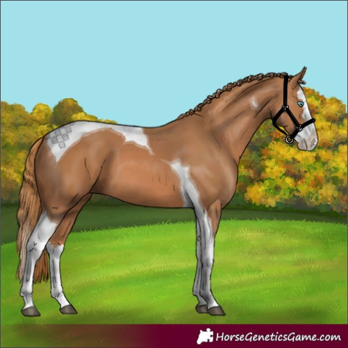 Horse Color:Chestnut Splash Tobiano
