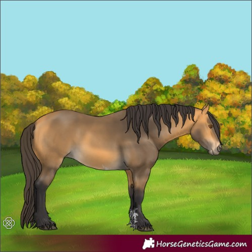 Horse Color:Buckskin Sabino