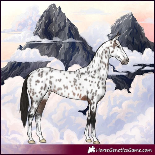 Horse Color:Gray Bay Roan Sabino Near Leopard Rabicano 