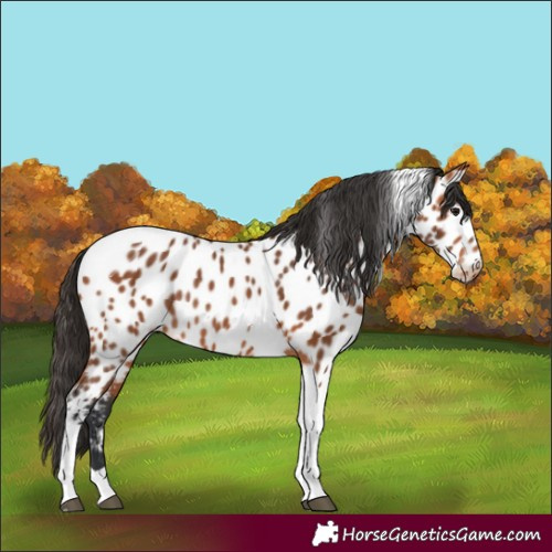 Horse Color:Bay Tobiano Near Leopard Rabicano 