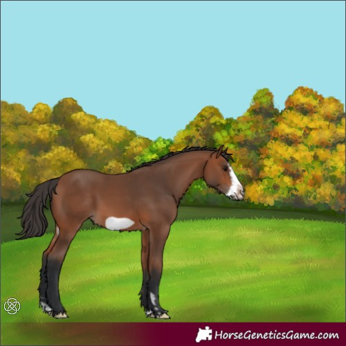 Horse Color:Bay Splash Frame 