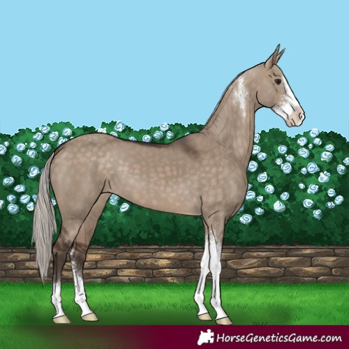 Horse Color:Silver Brown Dun Sabino