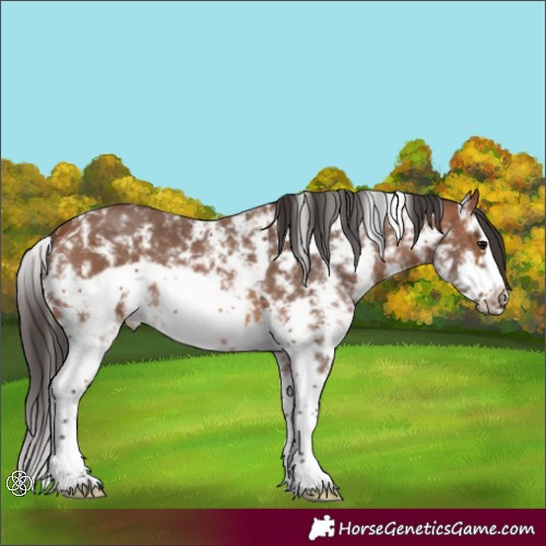 Horse Color:Bay Sabino Splash Frame