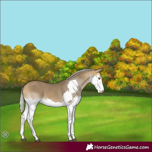 Horse Color:Silver Buckskin Sabino Splash 